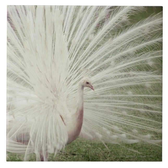 Azulejo De Cerámica Pavo real del albino (Frente)