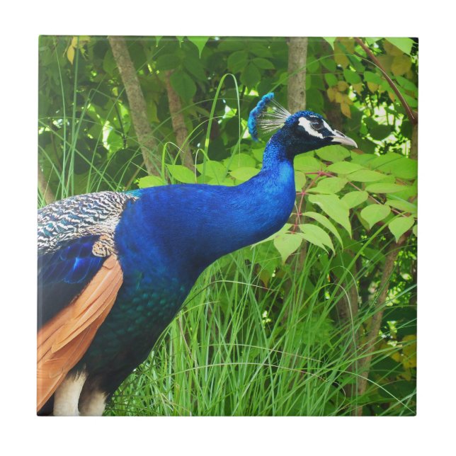 Azulejo De Cerámica Peacock (Frente)