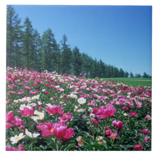 Azulejo De Cerámica Peony 2