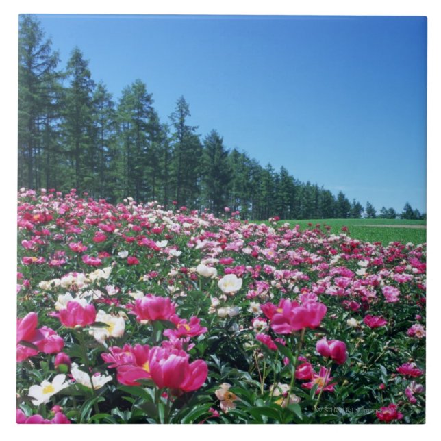 Azulejo De Cerámica Peony 2 (Frente)