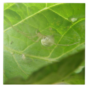 Azulejo De Cerámica Pequeña espiga