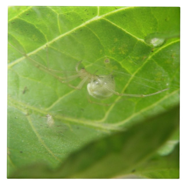 Azulejo De Cerámica Pequeña espiga (Frente)