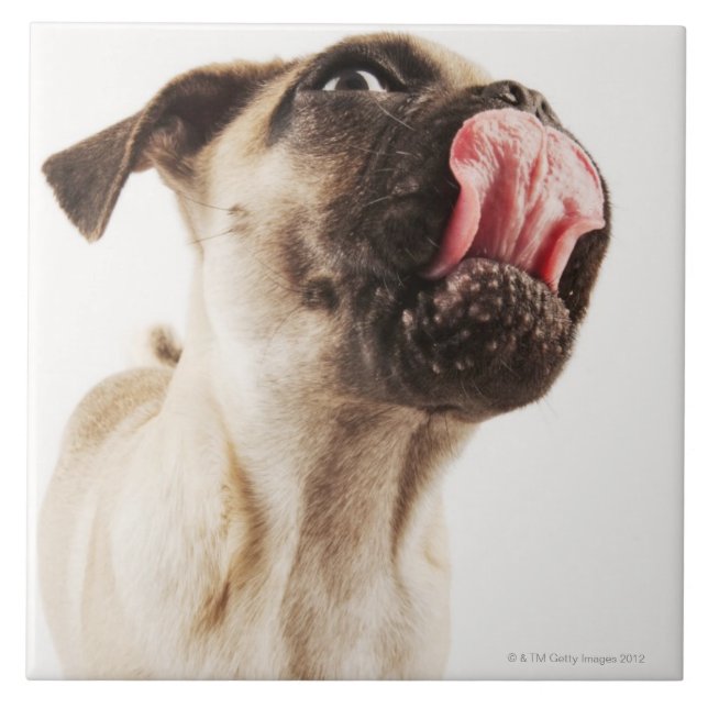 Azulejo De Cerámica Pequeña raza del perro con la cara abozalada (Frente)