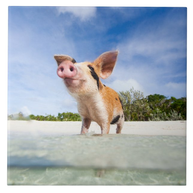 Azulejo De Cerámica Pequeño lechón (Frente)