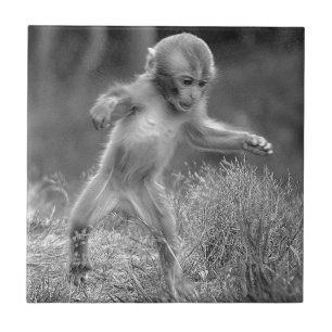 Azulejo De Cerámica Pequeño mono enrrollado