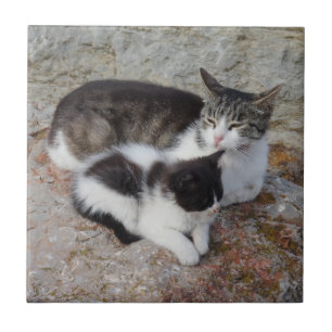 Azulejo De Cerámica Pequeños gatos (4,25" x 4,25") Tejidos de fotograf