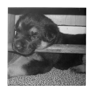 Azulejo De Cerámica Perrito Black&White