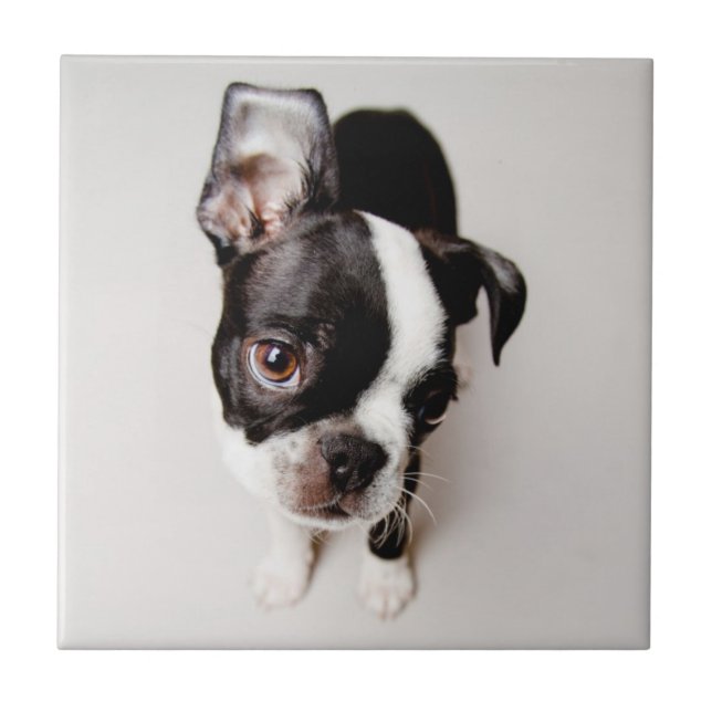 Azulejo De Cerámica Perrito de Edison Boston Terrier (Frente)