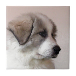 Azulejo De Cerámica Perrito de los grandes Pirineos