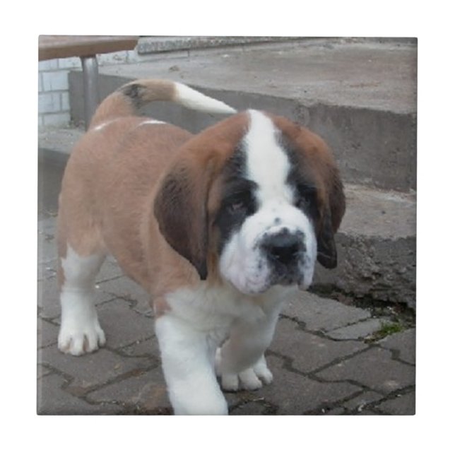 Azulejo De Cerámica perrito de St Bernard (Frente)