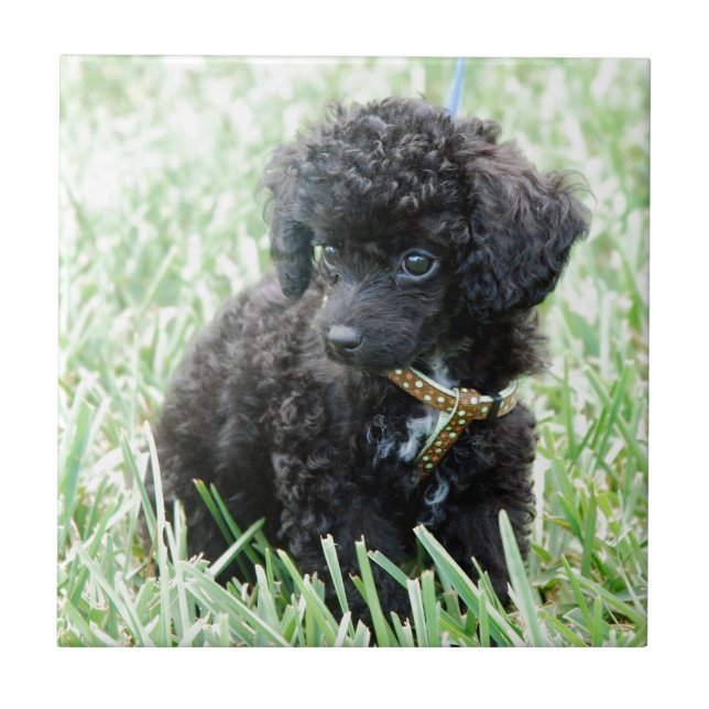 Azulejo De Cerámica Perrito del caniche de juguete (Frente)