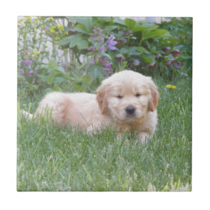 Azulejo De Cerámica Perrito del golden retriever