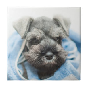 Azulejo De Cerámica Perrito después del baño