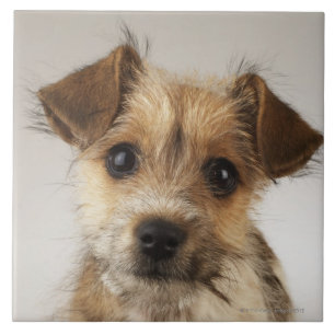 Azulejo De Cerámica Perrito (familiaris del Canis)