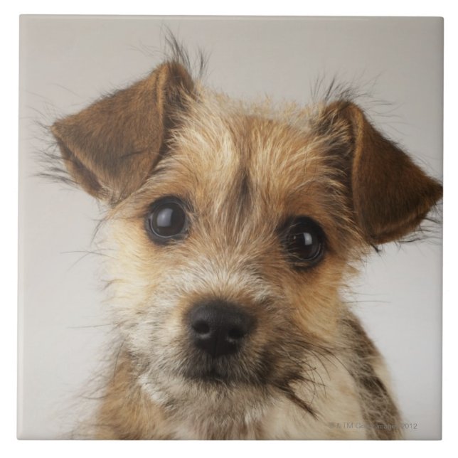 Azulejo De Cerámica Perrito (familiaris del Canis) (Frente)