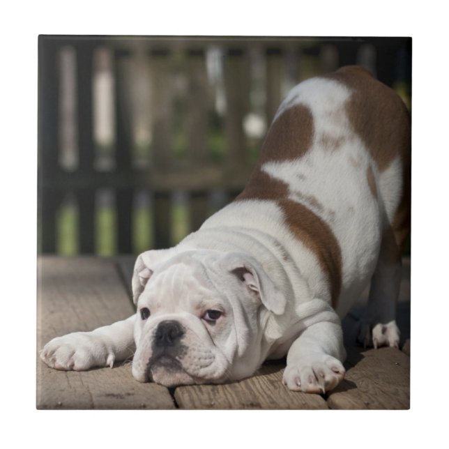 Azulejo De Cerámica Perrito inglés del bulldog (Frente)