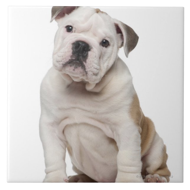 Azulejo De Cerámica Perrito inglés del bulldog (2 meses) (Frente)