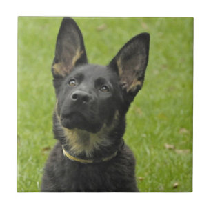 Azulejo De Cerámica Perrito negro y del moreno GSD
