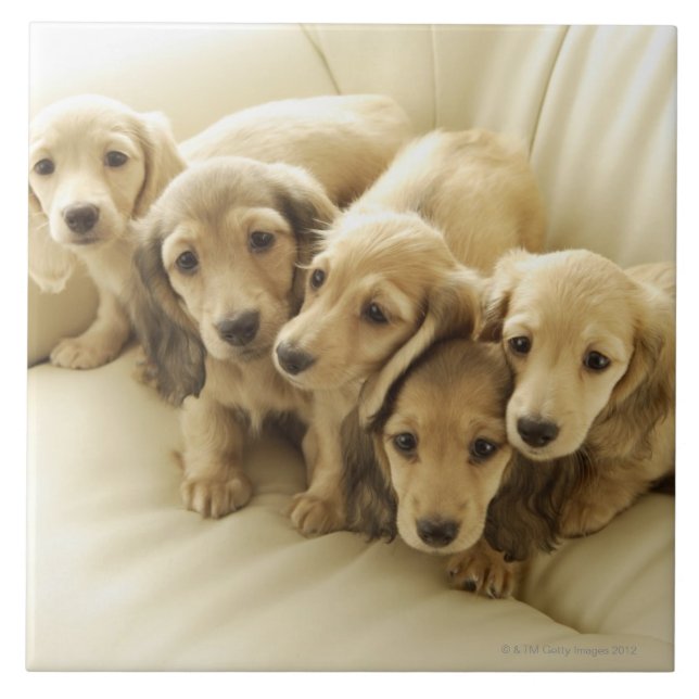 Azulejo De Cerámica Perritos de la salchicha de Frankfurt (Frente)