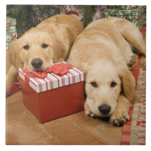 Azulejo De Cerámica Perritos del golden retriever con el regalo del