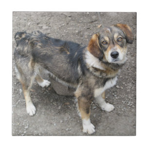 Azulejo De Cerámica Perro