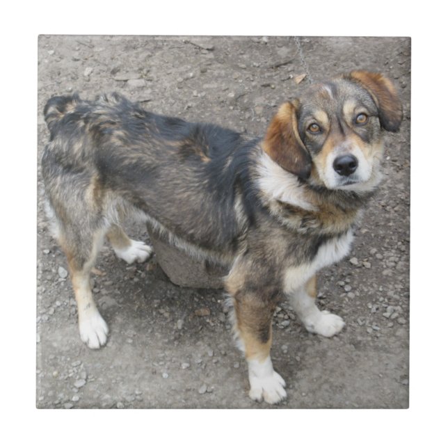 Azulejo De Cerámica Perro (Frente)