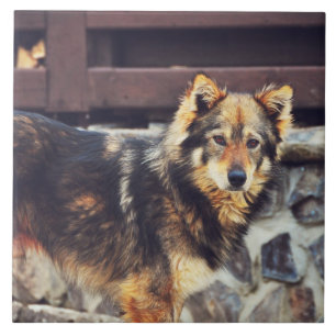 Azulejo De Cerámica Perro anaranjado y negro