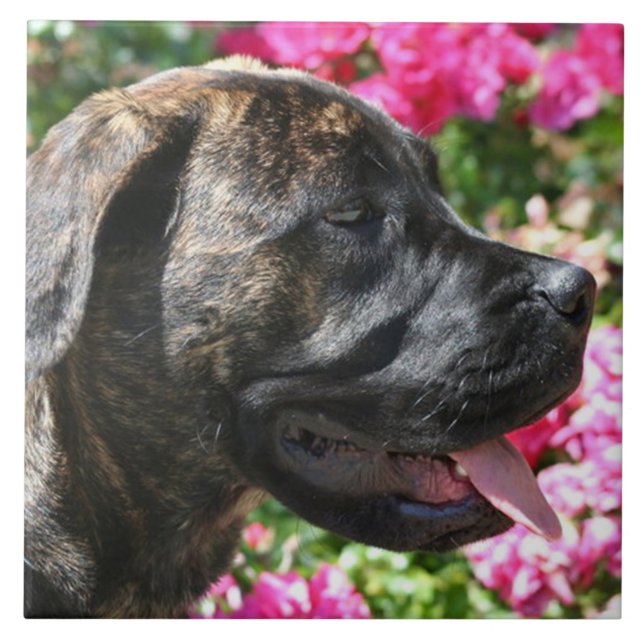 Azulejo De Cerámica Perro Brindle del mastín (Frente)