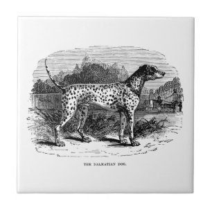 Azulejo De Cerámica Perro dálmata - plantilla de los Dalmatians y de