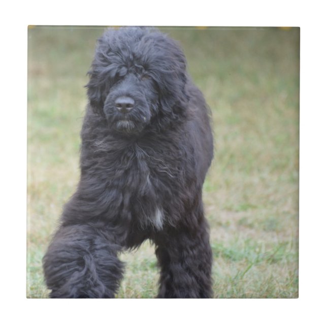 Azulejo De Cerámica Perro de agua portugués negro (Frente)