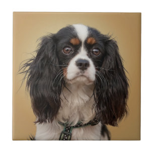 AZULEJO DE CERÁMICA PERRO DE AGUAS