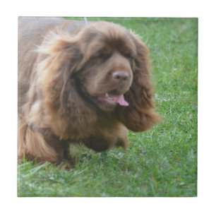 Azulejo De Cerámica Perro de aguas de Sussex adorable