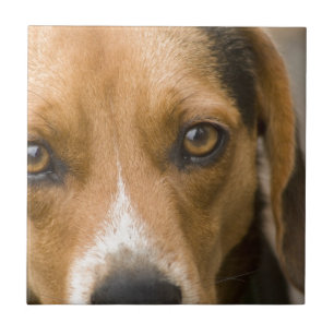 Azulejo De Cerámica Perro de caza leal del perro del beagle