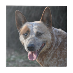 Azulejo De Cerámica Perro de ganado australiano