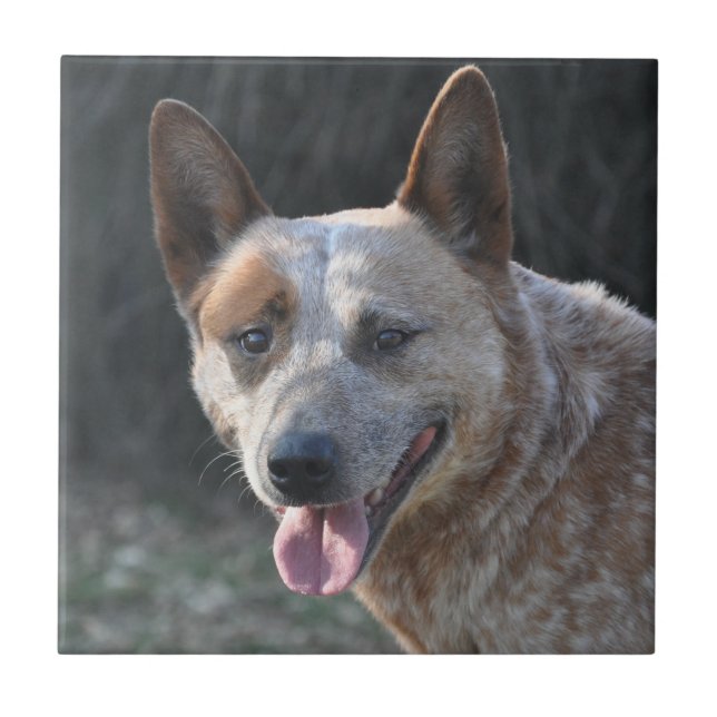 Azulejo De Cerámica Perro de ganado australiano (Frente)