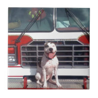 Perro de la casa del fuego del T-Hueso del pitbull