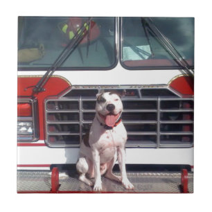 Azulejo De Cerámica Perro de la casa del fuego del T-Hueso del pitbull