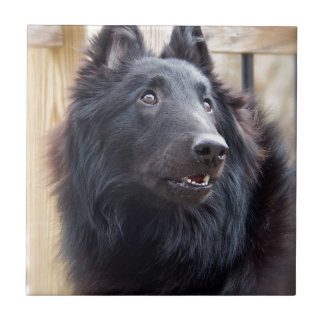 Azulejo De Cerámica Perro de ovejas belga