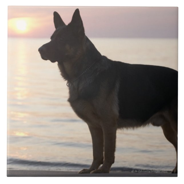 Azulejo De Cerámica Perro de pastor alemán en la bahía georgiana, (Frente)