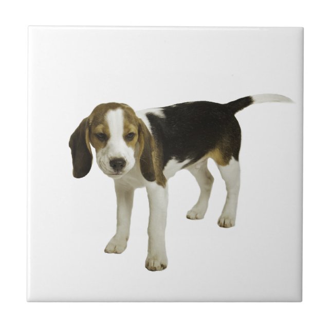 Azulejo De Cerámica Perro de perrito del beagle (Frente)