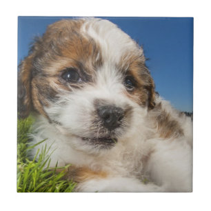 Azulejo De Cerámica Perro de perrito lindo (Shitzu)