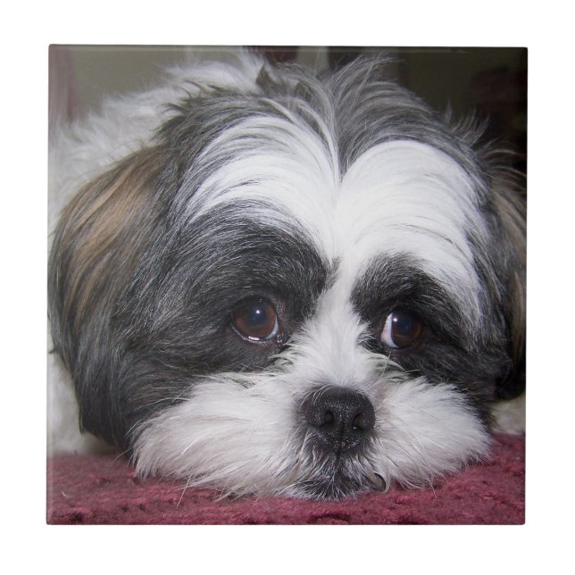 Azulejo De Cerámica Perro de Shih Tzu (Frente)