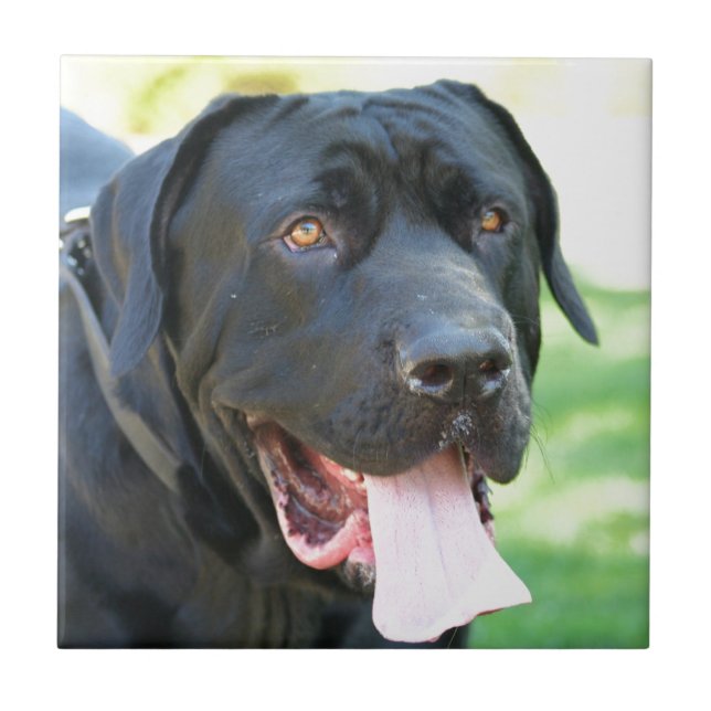 Azulejo De Cerámica Perro de Tosa Inu (Frente)