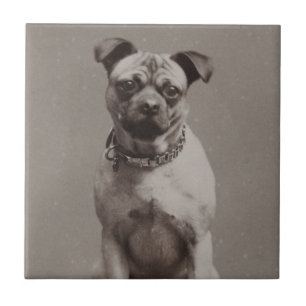 Azulejo De Cerámica Perro del vintage