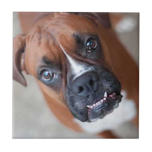 Azulejo De Cerámica Perro divertido del boxeador (Frente)