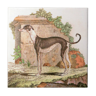 Azulejo De Cerámica Perro - galgo