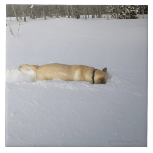 Azulejo De Cerámica Perro madriguera en nieve