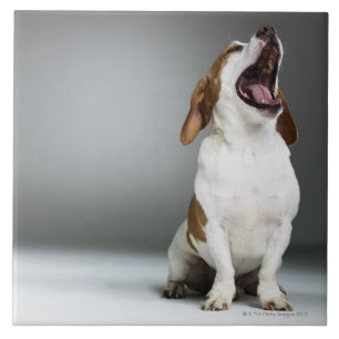 Azulejo De Cerámica Perro mezclado de la raza que bosteza