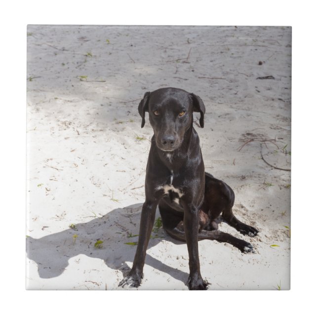 Azulejo De Cerámica Perro negro con ojo malvado (Frente)