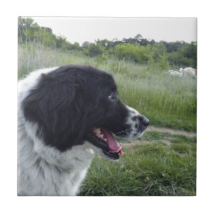 Azulejo De Cerámica Perro pastor búlgaro